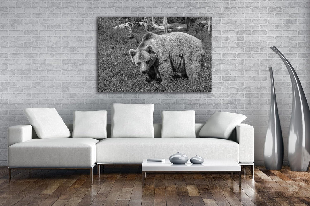 grosser Braunbär in der Natur Effekt: Schwarz/Weiss im Format: 80x60 als Leinwandbild, Motiv fertig