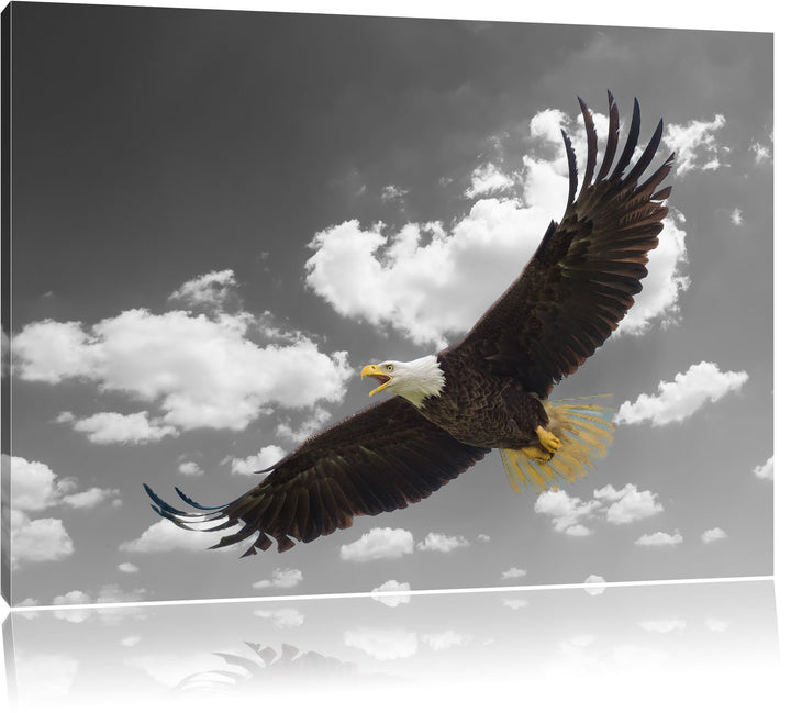 prächtiger Weisskopfseeadler beim fliegen schwarz/weiss Format: 100x70 auf Leinwand, XXL riesige Bil