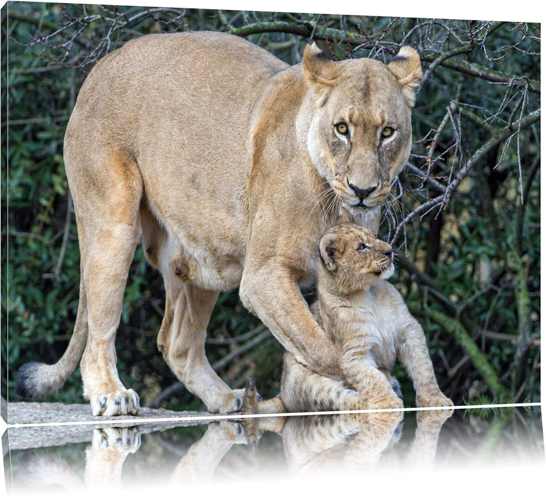 Pixxprint Löwin spielt mit Jungtier auf Leinwand, XXL riesige Bilder fertig gerahmt mit Keilrahmen,