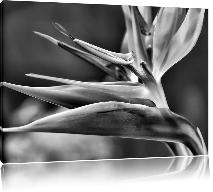 Pixxprint Tropische Blume / 100x70cm Leinwandbild bespannt auf Holzrahmen/Wandbild Kunstdruck Dekora