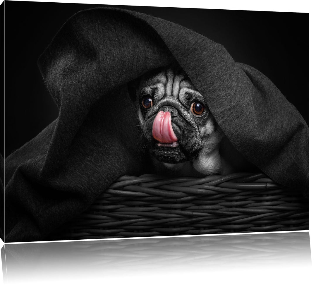 Pixxprint Süsser Mops unter der Decke als Leinwandbild/Grösse: 100x70 cm/Wandbild/Kunstdruck/fertig
