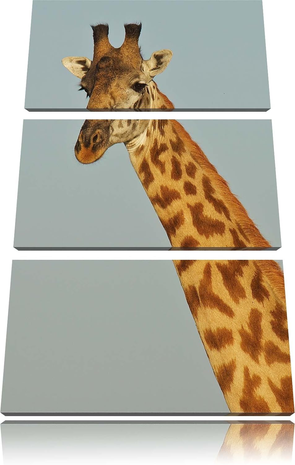 Pixxprint majestätische Giraffe als Leinwandbild/Grösse: 3 Teilig (120x80) cm/Wandbild/Kunstdruck/fe