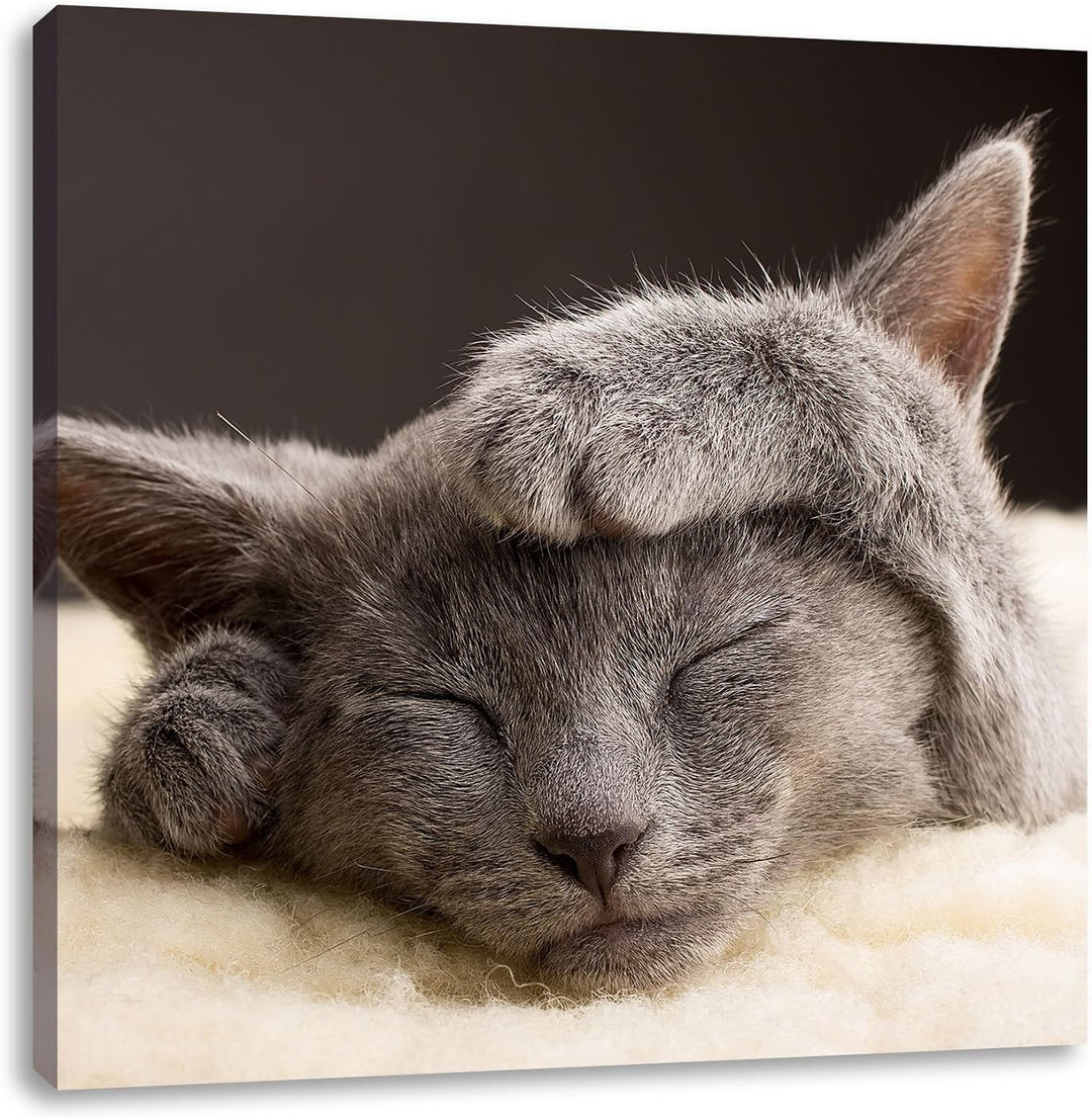 Pixxprint Süsses Kätzchen, Format: 70x70 auf Leinwand, XXL riesige Bilder fertig gerahmt mit Keilrah