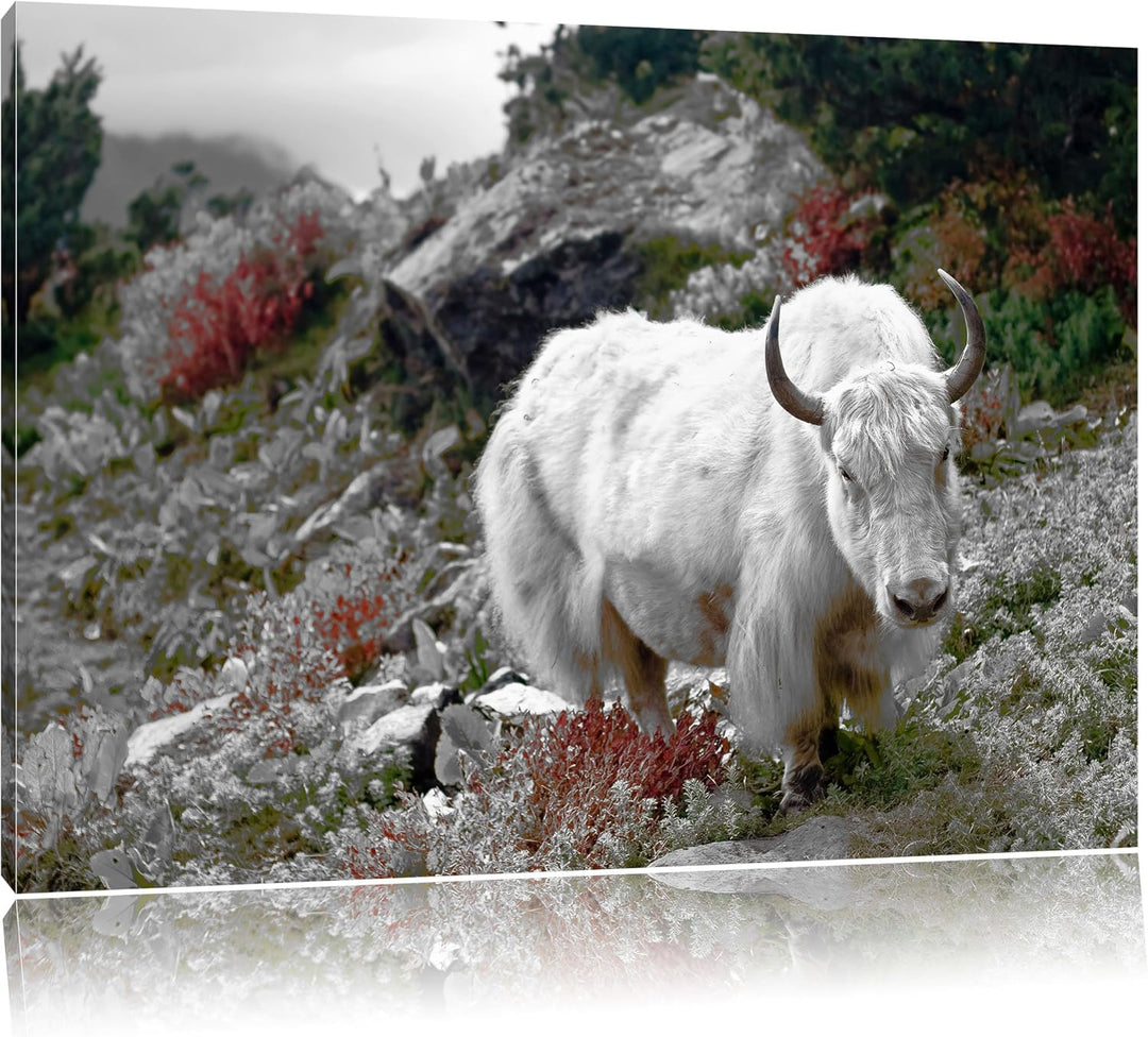 Pixxprint Schönes Yak Himalaya als Leinwandbild/Grösse: 100x70 / Wandbild/Kunstdruck/fertig bespannt