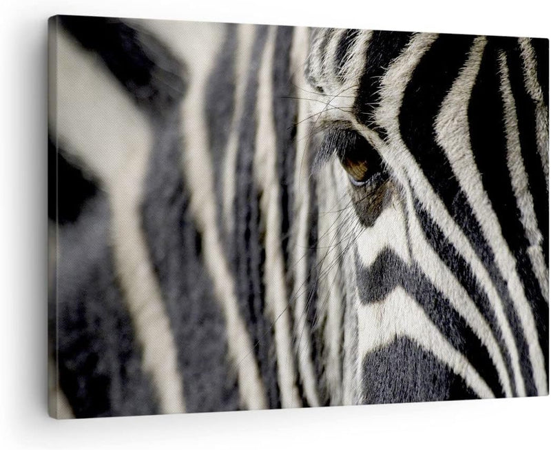 Bilder auf Leinwand Zebra Streifen Tierwelt Safari Leinwandbild 70x50cm Wandbilder Dekoration Wohnzi