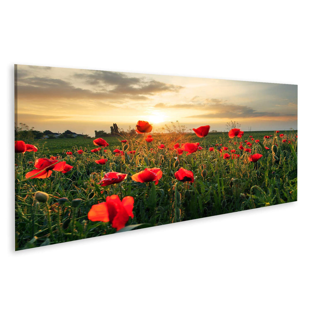 islandburner Bild auf Leinwand Mohnblumen Feldblume Auf Sonnenuntergang Wandbild Poster Kunstdruck B