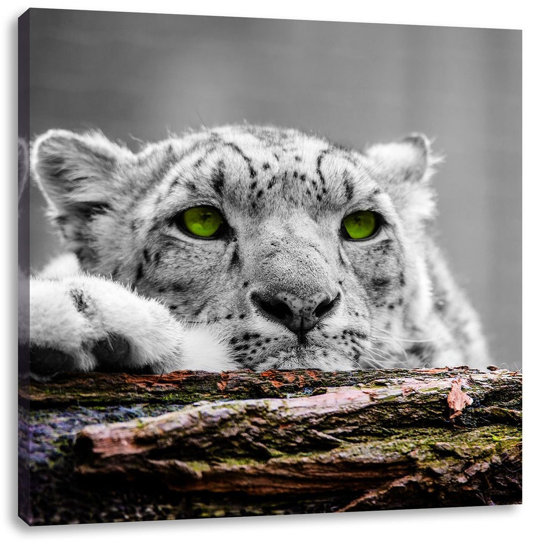 Pixxprint Schöner Gepard mit grünen Augen als Leinwandbild Quadratisch/Grösse: 70x70 / Wandbild/Kuns