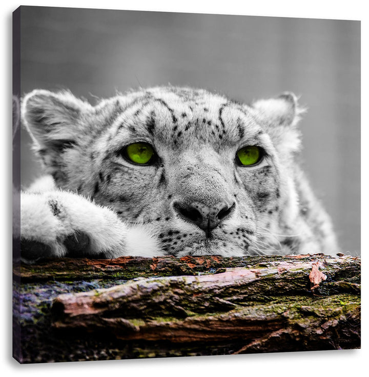 Pixxprint Schöner Gepard mit grünen Augen als Leinwandbild Quadratisch/Grösse: 70x70 / Wandbild/Kuns