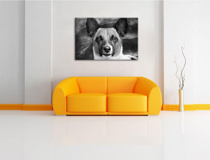 Pixxprint niedlicher Hund im Wasser auf Leinwand, XXL riesige Bilder fertig gerahmt mit Keilrahmen,