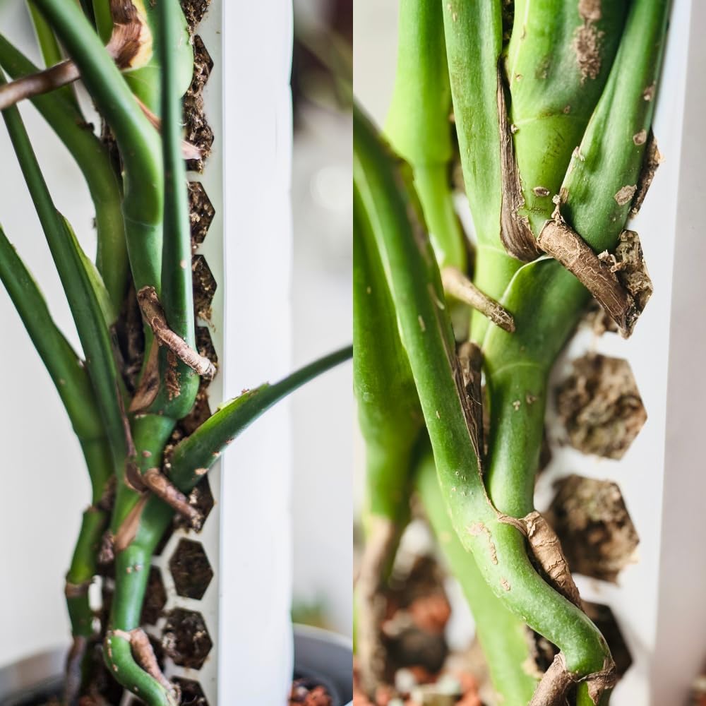 XL Moosstab für Monstera 4 x 63 cm - Erweiterbare Monstera Rankhilfe &amp; Zubehör-Set - Pflanzstäbe mit