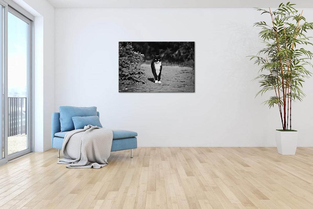deyoli schwarze Hauskatze Format: 80x60 Effekt: Schwarz&Weiss als Leinwandbild, Motiv fertig gerahmt
