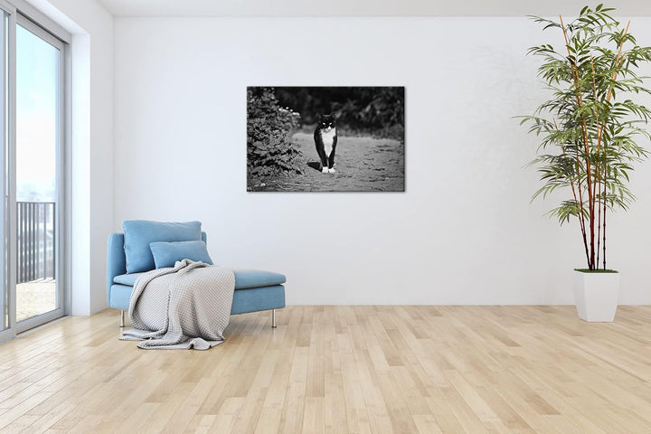 deyoli schwarze Hauskatze Format: 80x60 Effekt: Schwarz&Weiss als Leinwandbild, Motiv fertig gerahmt