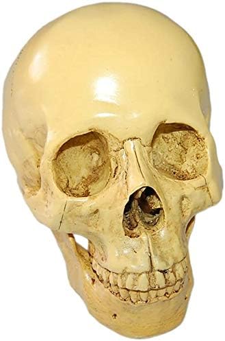 Realistischer, geteilter Totenkopf, zum Sammeln