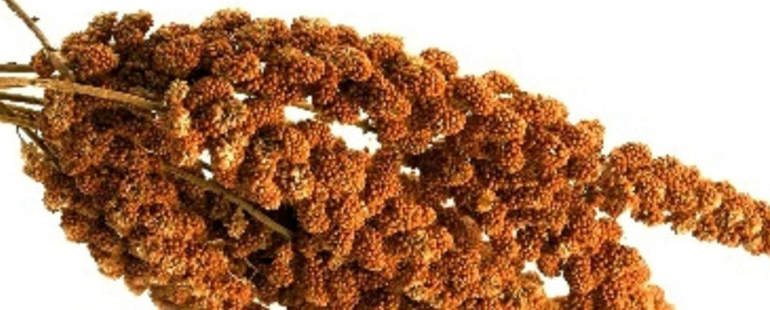 Weiss-Premium 3 kg ROTE KOLBENHIRSE Premium Qualität handverlesen aus Frankreich Hirse