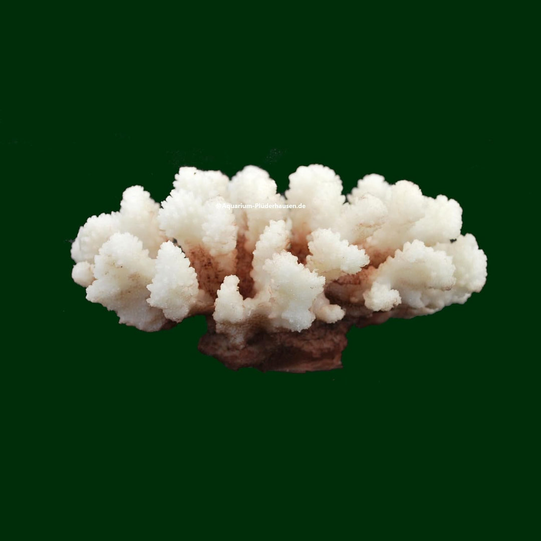 Steinkoralle, 16x 14x 8 cm, SPS, Aquarium Korallen, Stylophora Nachbildung Natur
