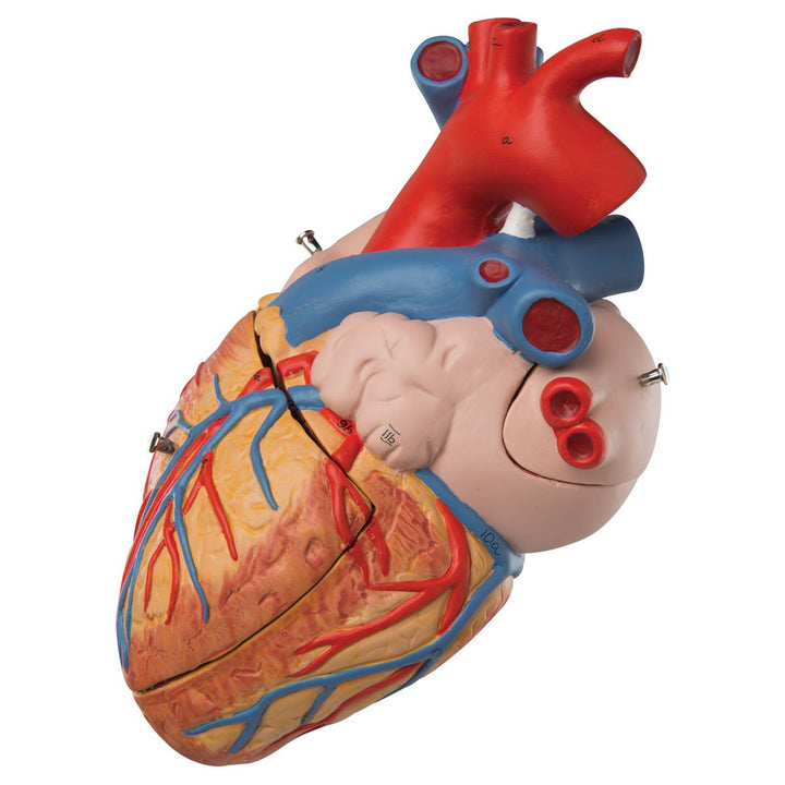 3B Scientific Menschliche Anatomie - Herzmodell, 2-fache Grösse, 4-teilig + kostenlose Anatomie App