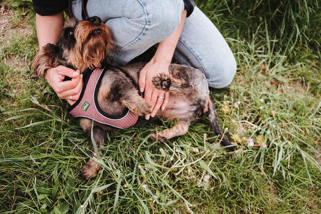 Hunter Hundegeschirr Hilo Comfort, Farbe: Altrosa, Easy Step-In Geschirr für kleine bis mittlere Hun