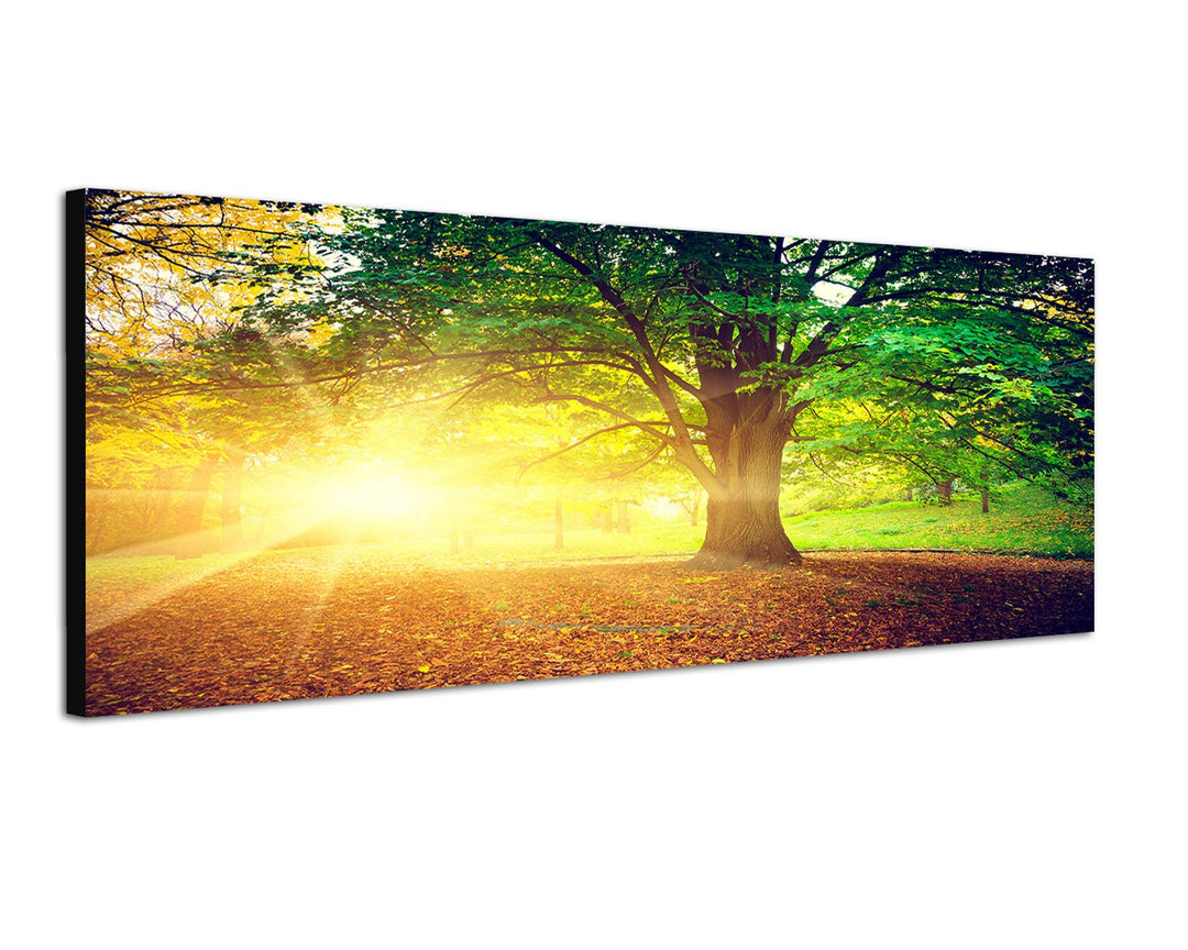 Paul Sinus Art Panoramabild auf Leinwand und Keilrahmen 120x40cm Bäume Park Herbst Blätter Sonnenstr