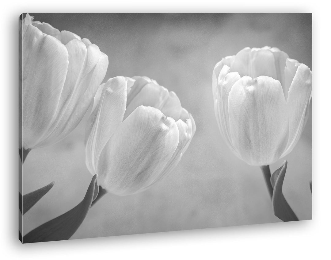 deyoli Rosafarbene Tulpen Effekt: Schwarz/Weiss Format: 100x70 als Leinwandbild, Motiv fertig gerahm