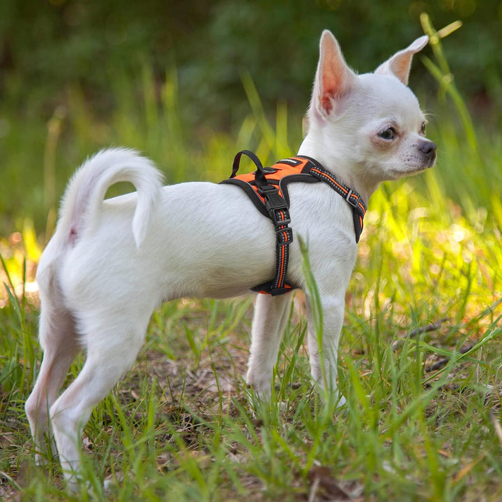 rabbitgoo Hundegeschirr Kleine Hunde, Anti Zug Geschirr mit Kontrolle, No Pull Verstellbar Hundegesc