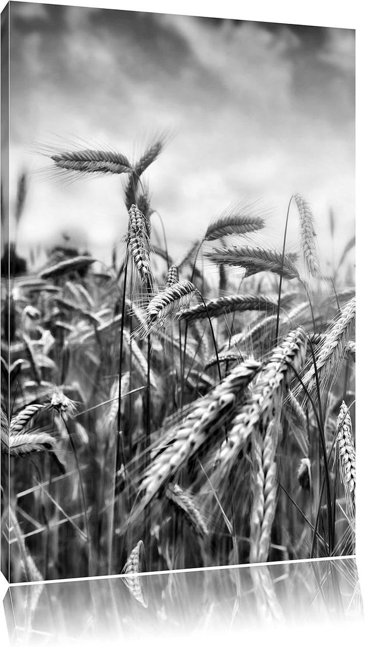 Pixxprint Monocrome, Getreide im Sonnenlicht als Leinwandbild | Grösse: 100x70 | Wandbild| Kunstdruc