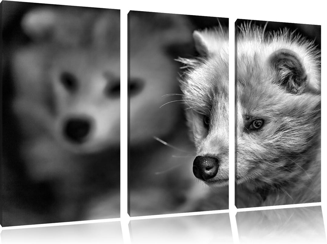 Pixxprint Polarfuchs in Höhle als Leinwandbild/Grösse: 3 Teilig (120x80) / Wandbild/Kunstdruck/ferti