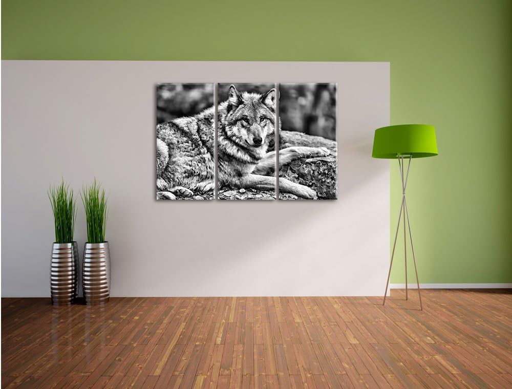 Pixxprint stolzer Wolf auf Stein als Leinwandbild/Grösse: 3 Teilig (120x80) cm/Wandbild/Kunstdruck/f