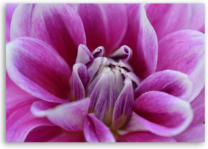 Feeby Bild auf Leinwand Natur Kunstdruck modern Pflanze Violett 80x60 cm Leinwandbild 80x60 cm Viole
