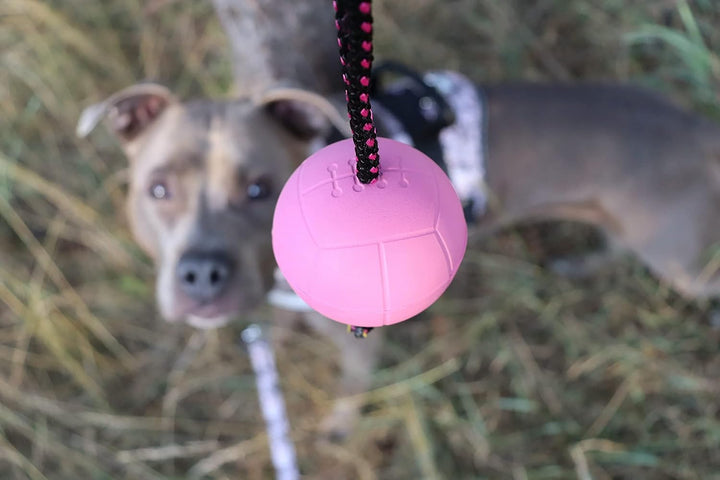 Dingo Gear Ball für Training 
