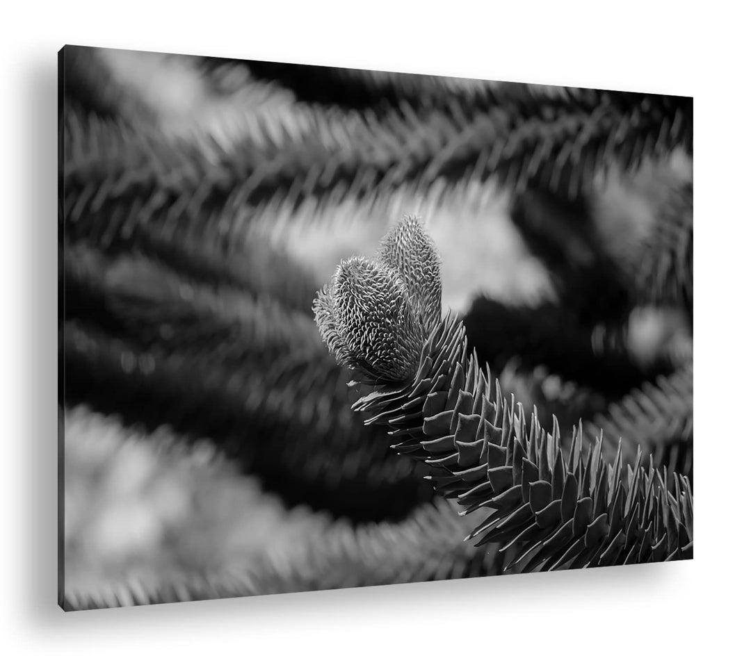 deyoli Frühlingserwachen der Tannenbäume Format: 80x60 als Leinwand, Effekt: Schwarz&amp;Weiss, Motiv fe