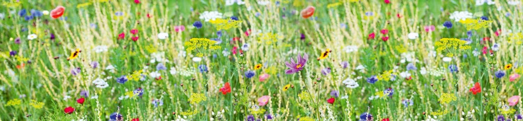 DIMEX Küchenrückwand Folie selbstklebend Wiese mit Blumen | Klebefolie - Dekofolie - Spritzschutz fü