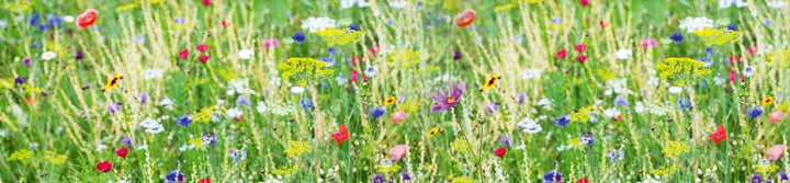 DIMEX Küchenrückwand Folie selbstklebend Wiese mit Blumen | Klebefolie - Dekofolie - Spritzschutz fü