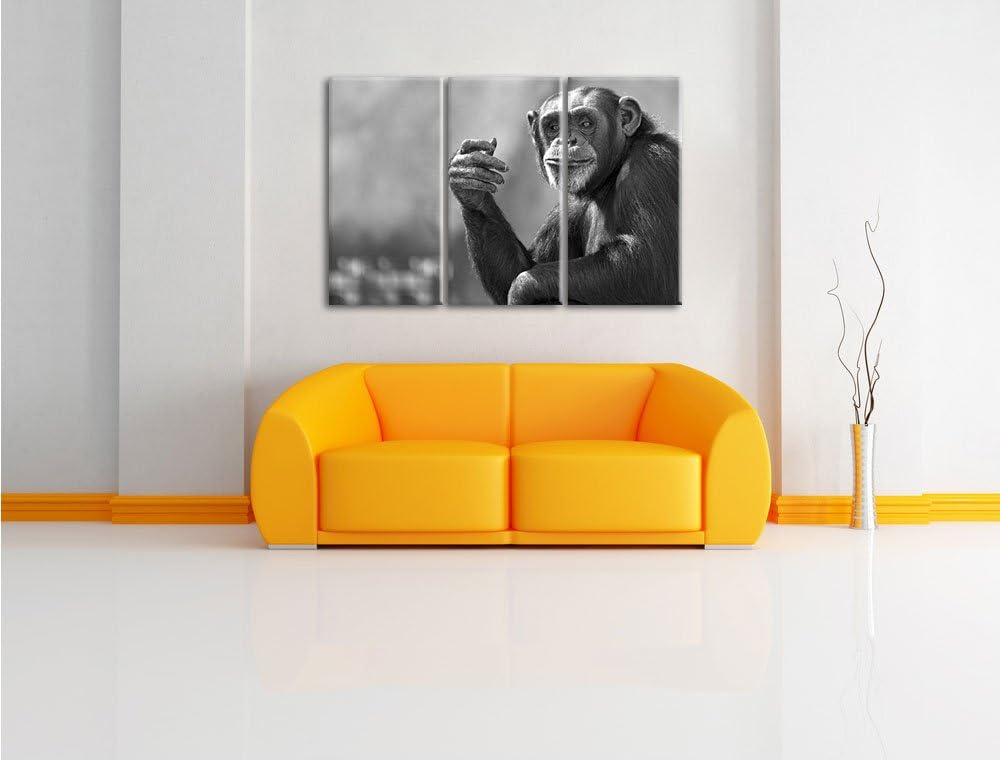 Pixxprint Aufmerksamer Schimpanse Kunst B&W als Leinwandbild/Grösse: 3 Teilig (120x80) cm/Wandbild/K