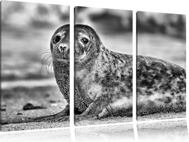 Pixxprint Monocrome, niedliche Robbe am Strand 3-Teiler Leinwandbild 120x80 Bild auf Leinwand