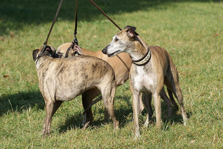 Dingo Weiches Lederhalsband für Windhund Eleganz Halsband Soft 12401 Braun 41 cm L, Braun 41 cm L