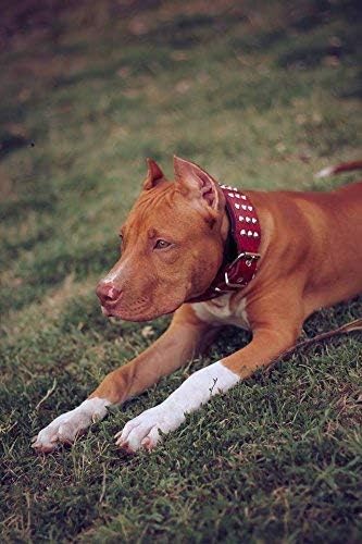 Bestia Star Hundehalsband mit Nieten und Innenpolsterung 6,5 cm Breit M- 42.5 bis 50 cm Halsumfang /