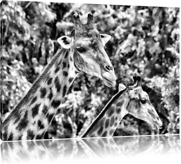 Monocrome, Giraffen, Format: 100x70 auf Leinwand, XXL riesige Bilder fertig gerahmt mit Keilrahmen,