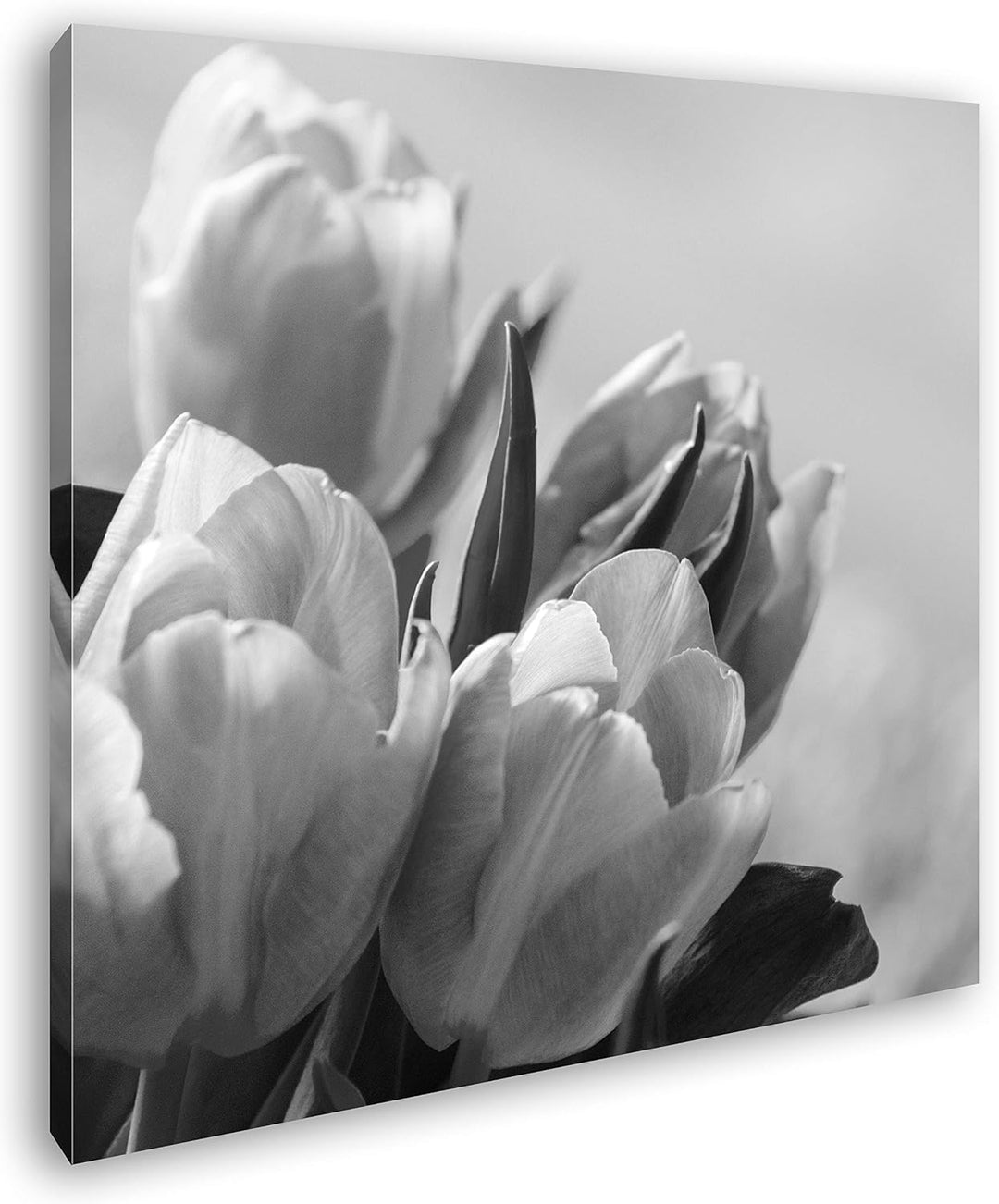 deyoli edle Tulpen Format: 60x60 Effekt: Schwarz&Weiss als Leinwandbild, Motiv fertig gerahmt auf Ec