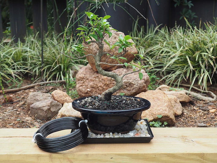 GROW A BONSAI TREE Eloxiertes Aluminium 1,5mm Bonsai Draht 250g grosse Rolle (170 Feet) - (1,5mm, Sc