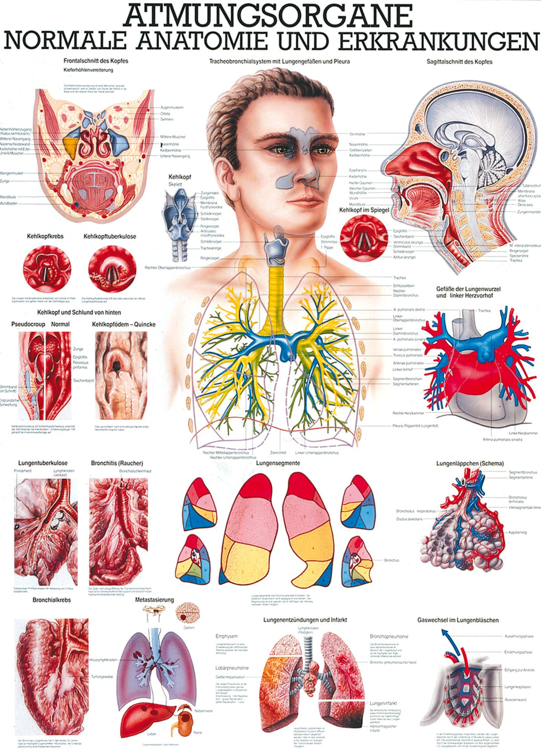 Ruediger Anatomie TA16LAM Atmungsorgane Tafel, 70 cm x 100 cm, laminiert