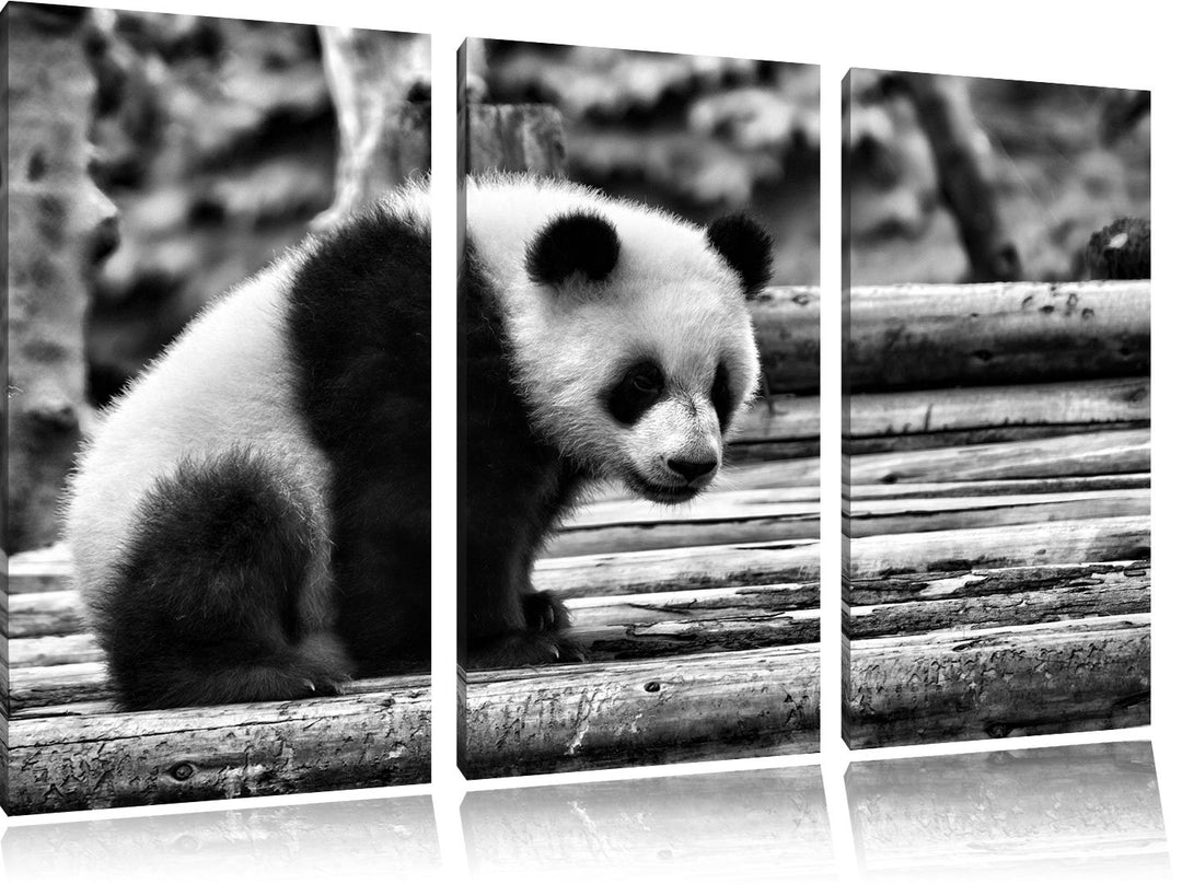 Pixxprint Panda auf Holzstämmen als Leinwandbild/Grösse: 3 Teilig (120x80 cm) cm/Wandbild/Kunstdruck