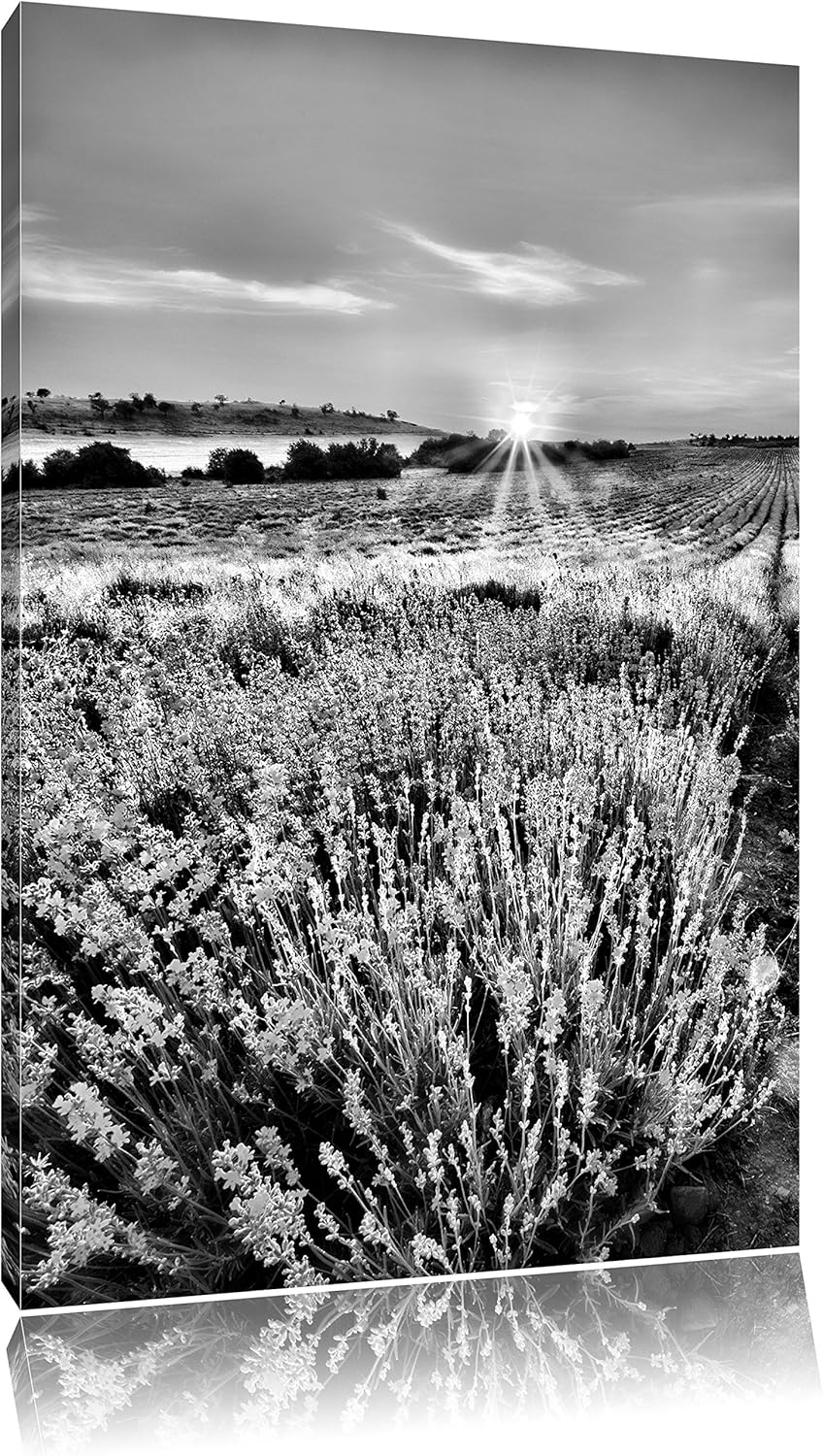 Pixxprint Monocrome, Lavendelfeld in Frankreich, Format: 100x70 auf Leinwand, riesige Bilder fertig