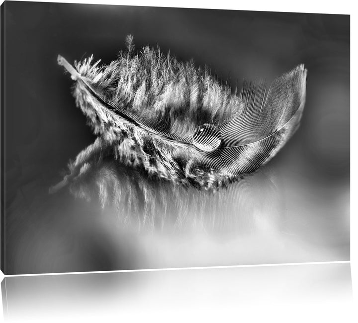 Pixxprint Wassertropfen auf Feder als Leinwandbild | Grösse: 100x70 cm | Wandbild | Kunstdruck | fer