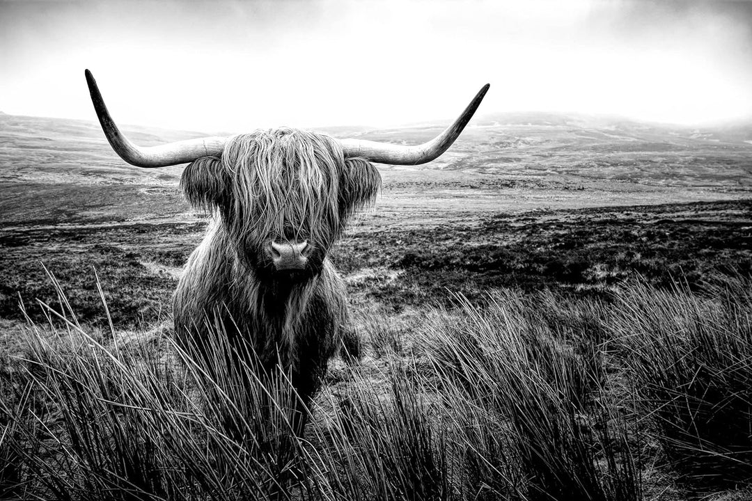 Pixxprint Glasbild | Wandbild aus Echtglas | Highland Rind mit grossen Hörnern Steppe, Monochrome |