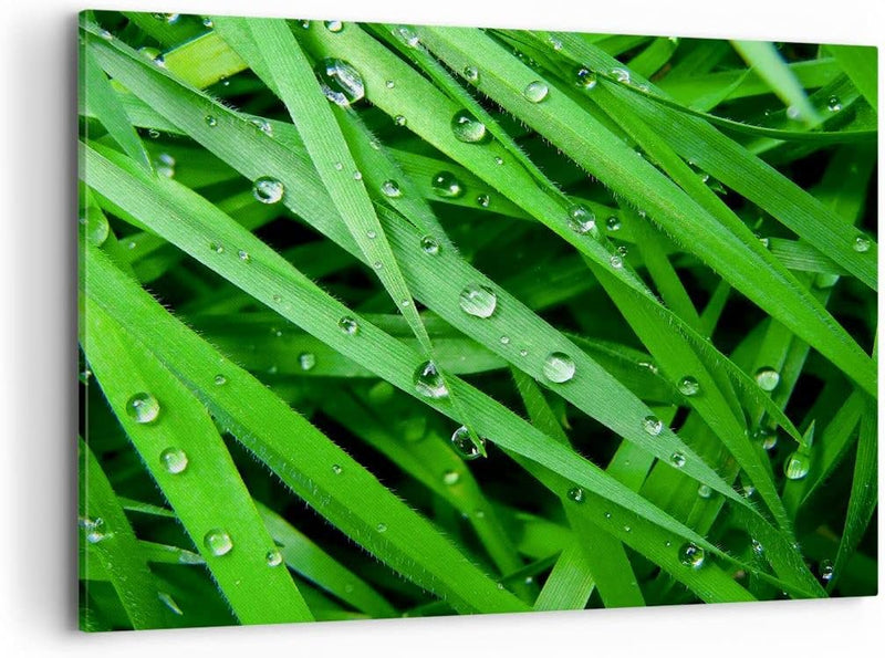 Bilder auf Leinwand 100x70cm Leinwandbild Natur Gras Wasser Tropfen Gross Wanddeko Bild Schlafzimmer