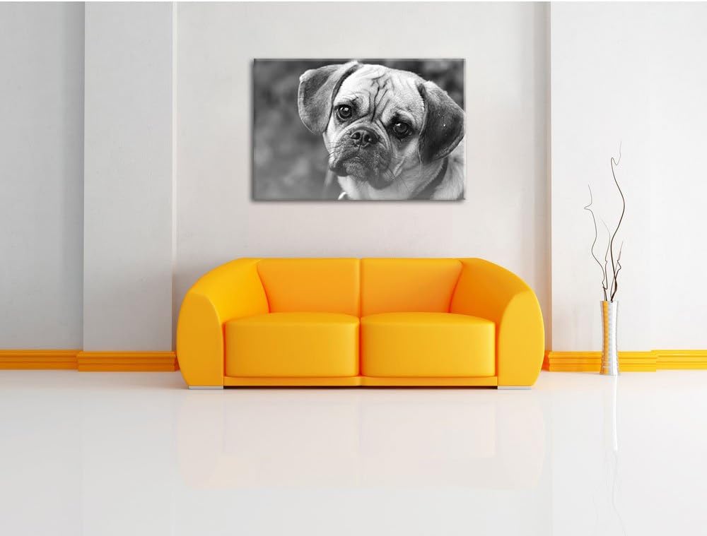 Pixxprint Mops Welpe als Leinwandbild/Grösse: 100x70 / Wandbild/Kunstdruck/fertig bespannt, 100x70