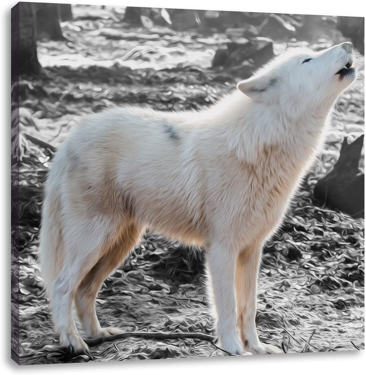 Pixxprint weisser jaulender Wolf im Wald als Leinwandbild/Grösse: 70x70 cm/Wandbild/Kunstdruck/ferti