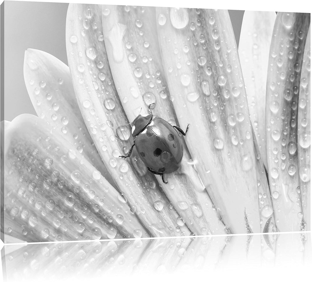 Pixxprint Marienkäfer auf gelber Blume / 100x70cm Leinwandbild bespannt auf Holzrahmen/Wandbild Kuns