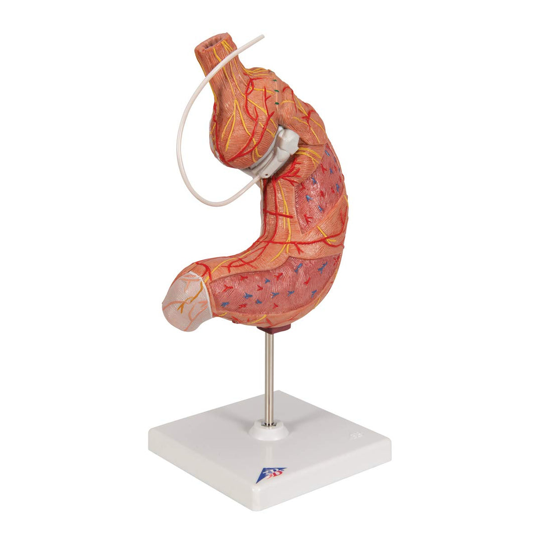 3B Scientific Menschliche Anatomie - Magenbandmodell + kostenlose Anatomie App - 3B Smart Anatomy