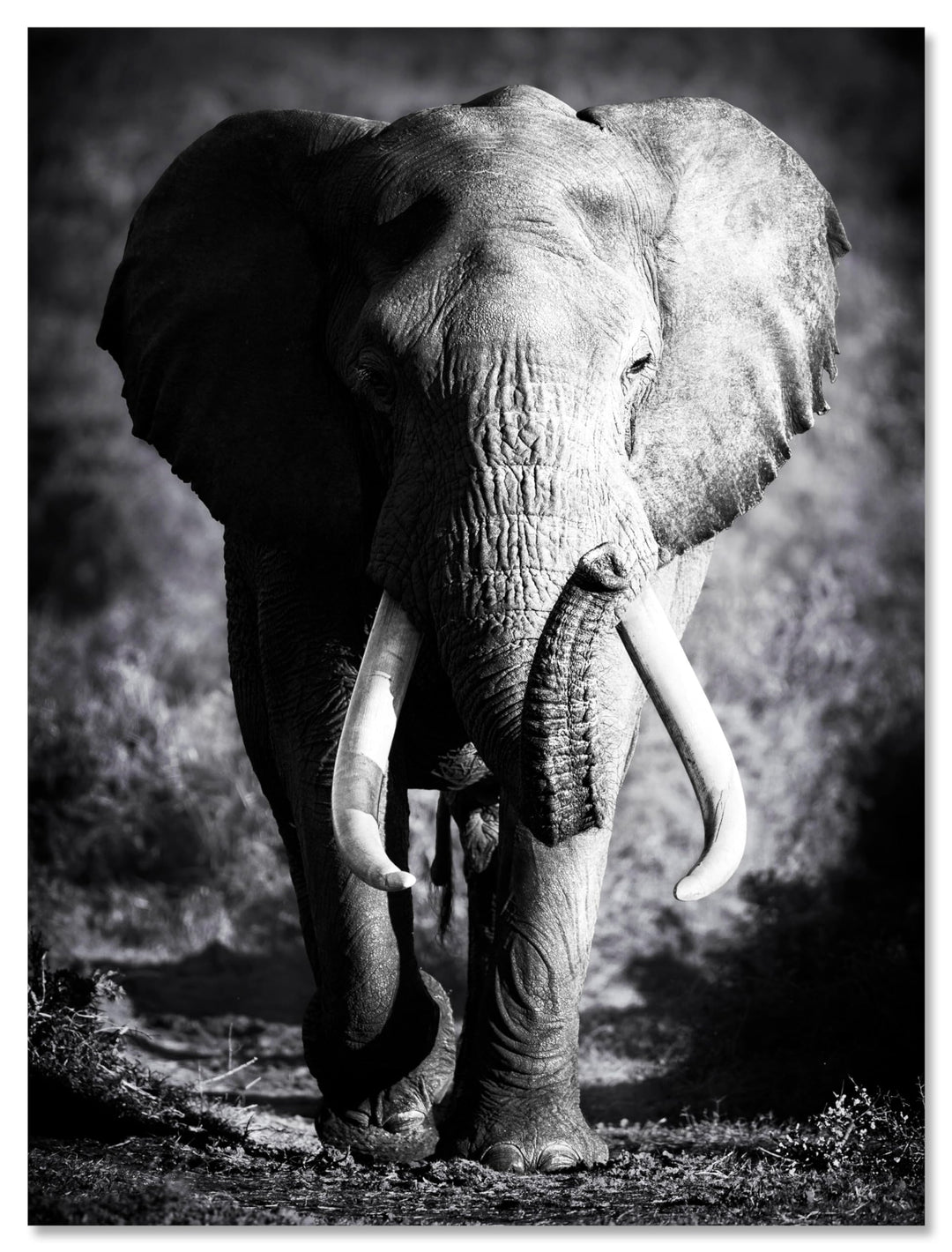 wandmotiv24 Leinwandbild Tiere 120x90cm, Hochformat, Elefant, Deko, Bilder auf Leinwand, Wanddeko, X